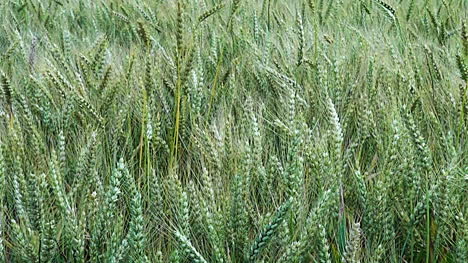 Oregon-Wheat-Detail